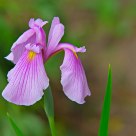 Purple Iris