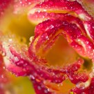 Inside a Rose
