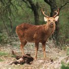 Barasingha