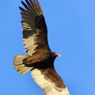 Vulture