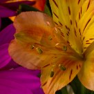 Flowers - Extension Tube Macro