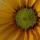 Flower - Extension Tube Macro