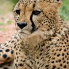 Cheetah