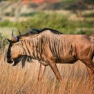 Wildebeest