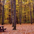Fall in Gatineau Park