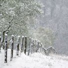Snowfalls