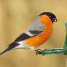 male bullfinch