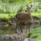 Bradgate Deer