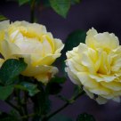 Floribunda Rose
