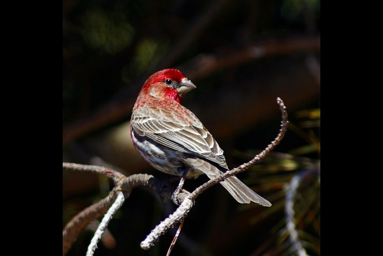 Male House Finch