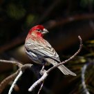 Male House Finch