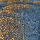 Grassland before Sunset