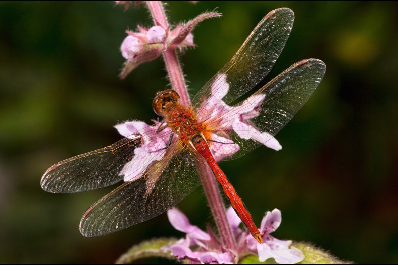 Cherry_faced Meadowhawk, with grass pollen on its wings 