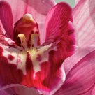 coeur de fleur