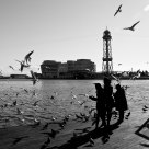 Pajaros
