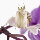 Hymenopus coronatus