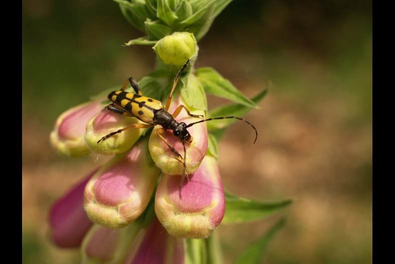 Harlequin Longhorn