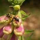 Harlequin Longhorn