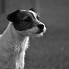 Damson (Parson Russell Terrier)