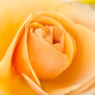 Delicadeza