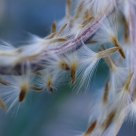 Cold puffs of nature