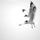 Reach for the sky together