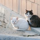 Cat friends