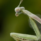 Mantis