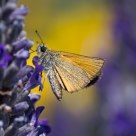 Skipper