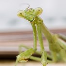 Eyes of the Mantis