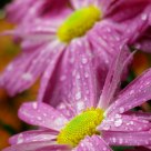 chrysanthemum