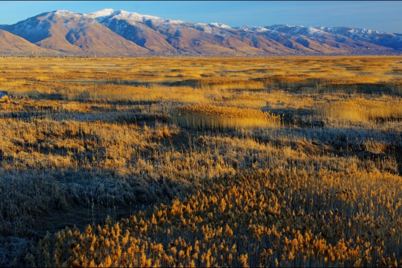 Sea of Grass