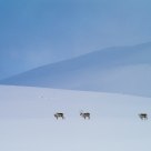 Svalbard reindeer