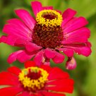 Runaway bees