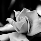 White Rose