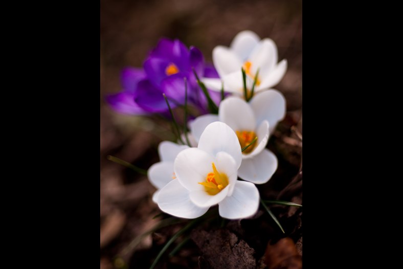 Crocus