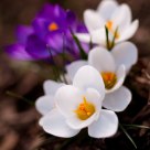 Crocus
