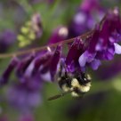 Bumble Bee