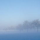 Verger dans la brume