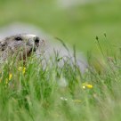 Marmotte - Marmota marmota