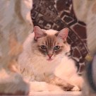 Snowball