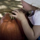 Pumpkin Patch