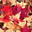 Leaves