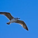 Gull