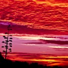 Fire Light