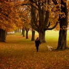 autumn foliage
