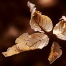 Autumn leaves