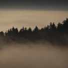 cloud forest