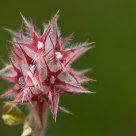 Trifolium stellatum