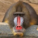 Mandrill